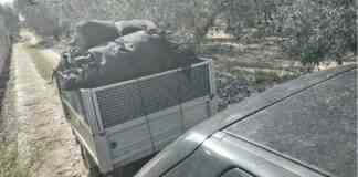 Campagna olearia, 5 persone denunciate per furto di olive a Molfetta