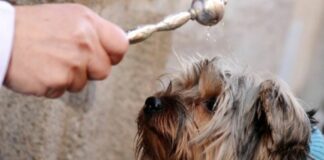 Il 17 gennaio la Festa di Sant’Antonio Abate con la benedizione degli animali
