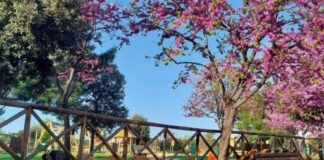 Una piccola biblioteca comunale nel parco Baden Powell