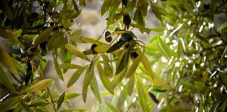 Ambiente e futuro: oltre 500 video degli studenti per raccontare la città ideale