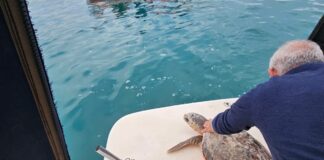 Una delle tartarughe liberate a Molfetta depone le uova in Turchia