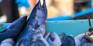 Cia Bari-Bat: “Colpo di grazia per il settore della pesca” a Molfetta e a Bisceglie