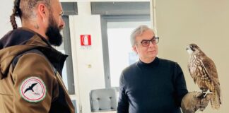 Nel cimitero si sperimenta la falconeria per allontanare i piccioni