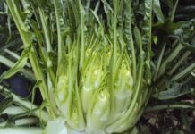 La Cicoria Puntarelle Molfettese è a un passo dall’IGP