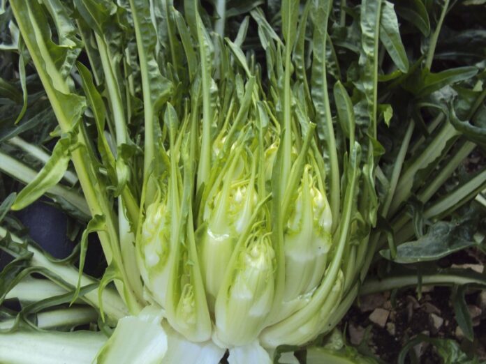 cicoria puntarelle molfettese