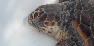 Giornata dedicata al mare, liberate tre tartarughe salvate dalle reti dei pescatori