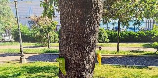 Lecci più sani e protetti: al via i trattamenti “salva alberi” a impatto zero