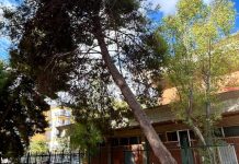 Via alla sostituzione di sette alberi a rischio caduta nel parco Playground Francesco Valente