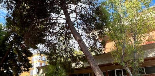 Via alla sostituzione di sette alberi a rischio caduta nel parco Playground Francesco Valente