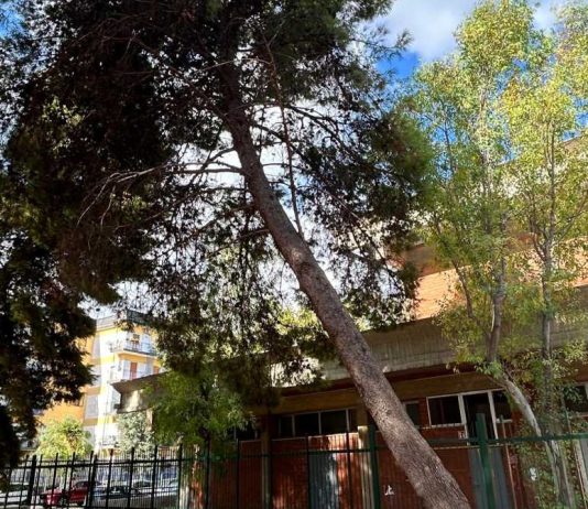 Via alla sostituzione di sette alberi a rischio caduta nel parco Playground Francesco Valente