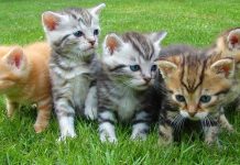 Al via il censimento delle colonie feline a Molfetta