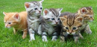 Al via il censimento delle colonie feline a Molfetta