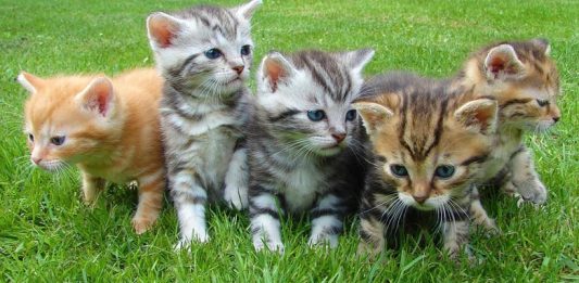 Al via il censimento delle colonie feline a Molfetta