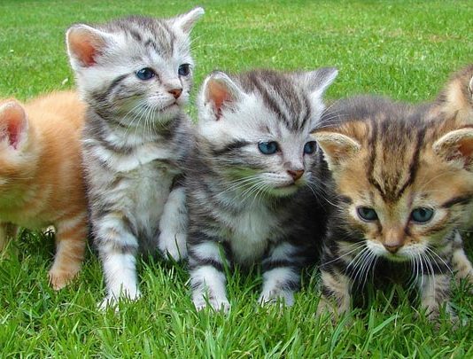 Al via il censimento delle colonie feline a Molfetta