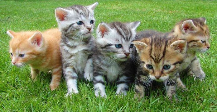 gatti